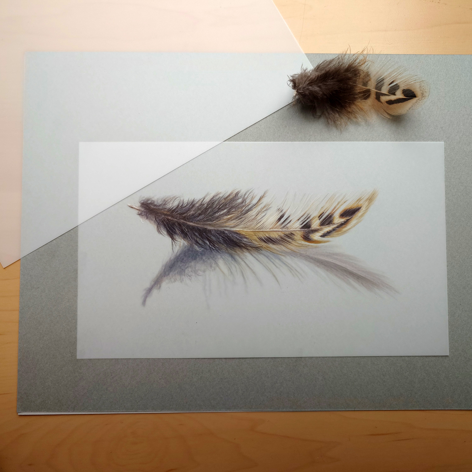 Oct 2025 Heidi Photo 1 Feather Study Drafting Film