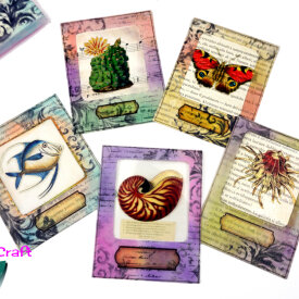 Specimen Cards