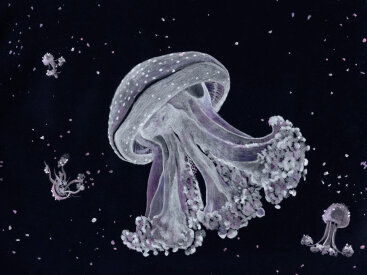April 2025 Grafix Jellyfish on Black Dura-Bright and Acetate Film