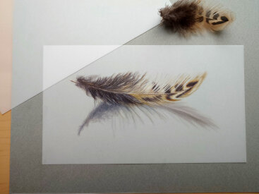 Grafix Feather Study on Drafting Film